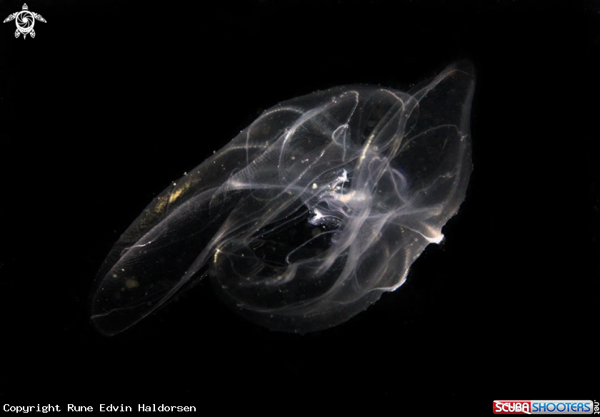 A Jellyfish