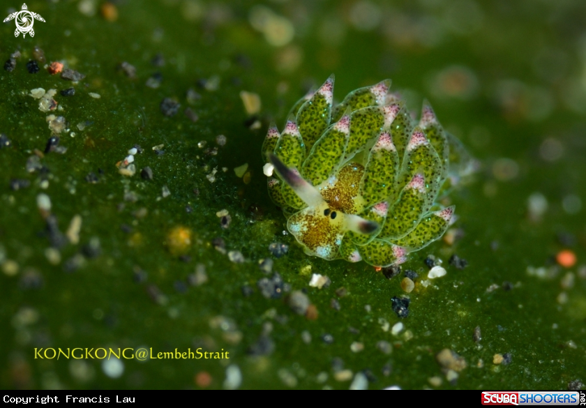 A Nudibranch