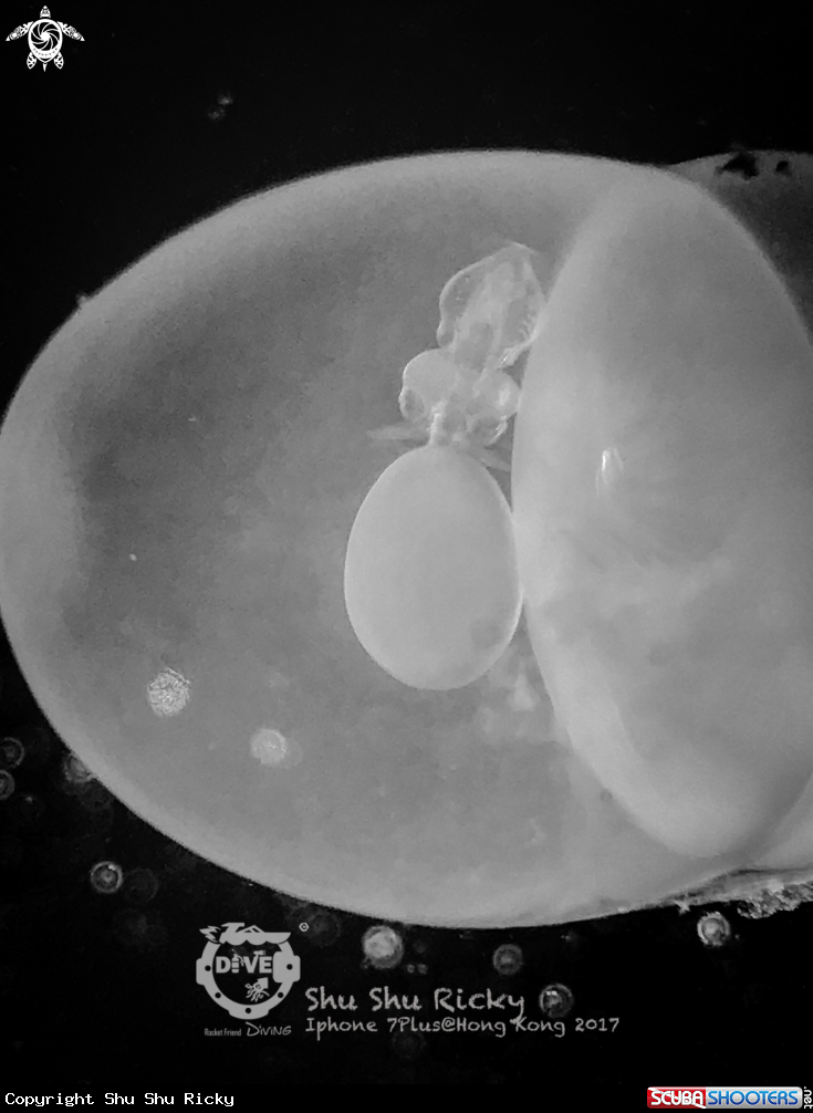 A 💀💀X-Ray / iPhone 7 Plus / Hong Kong💀💀