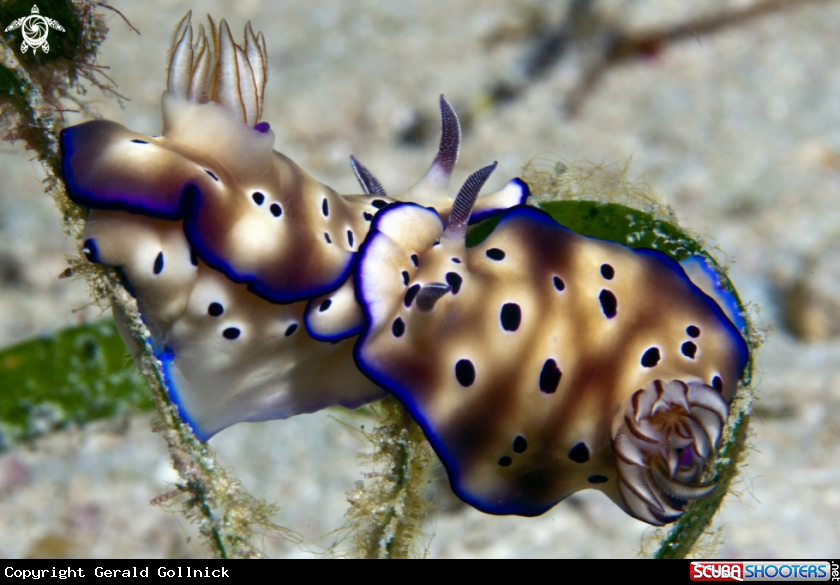 A underwater creature