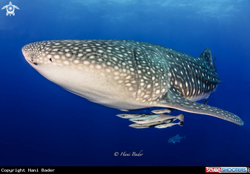 A whale shark