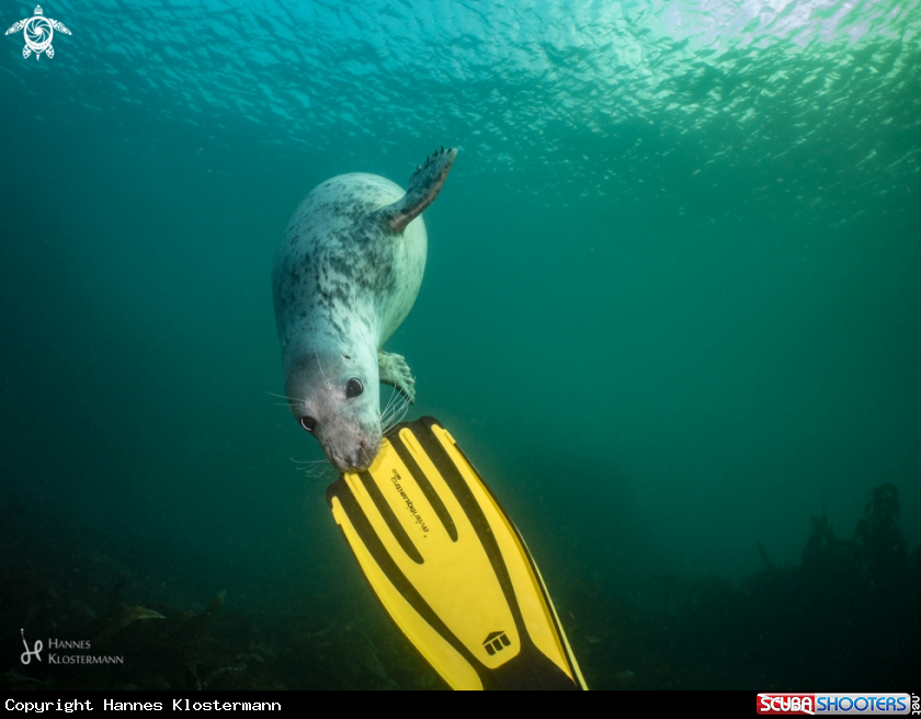 A Grey Seal