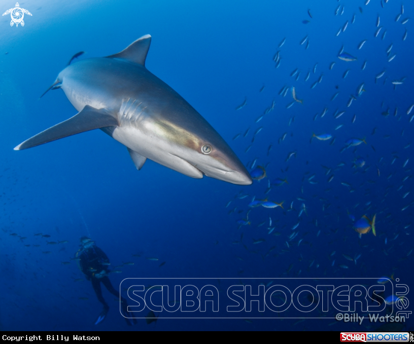 A White-tip Shark