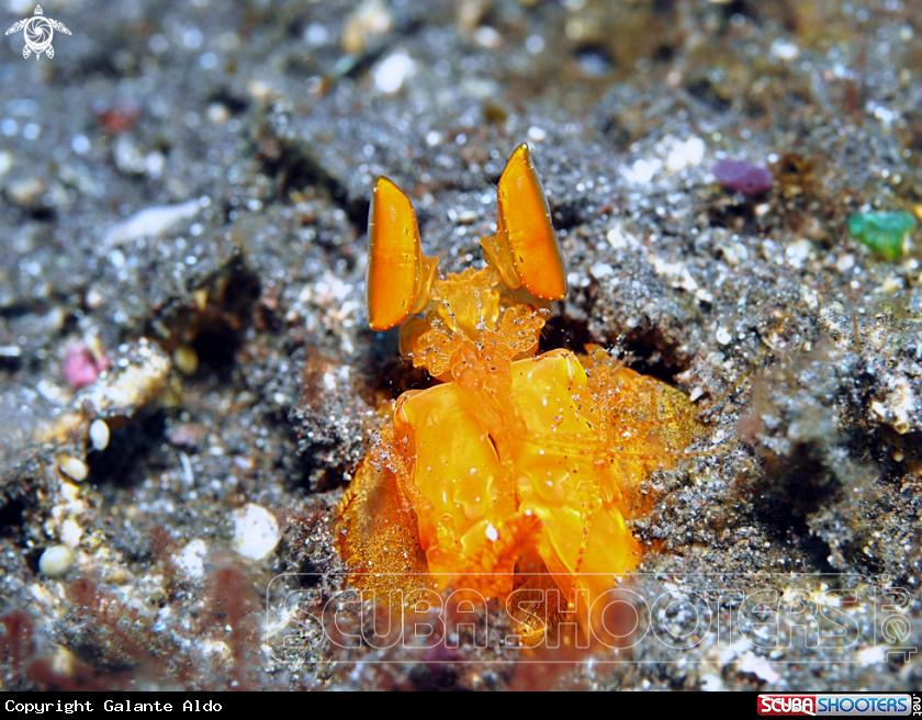 A  Golden Mantis Shrimp