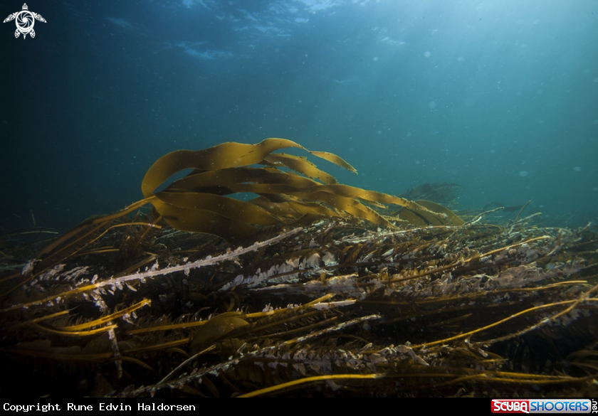 A Kelp