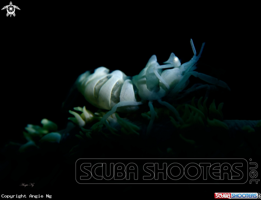 A Commensai shrimp