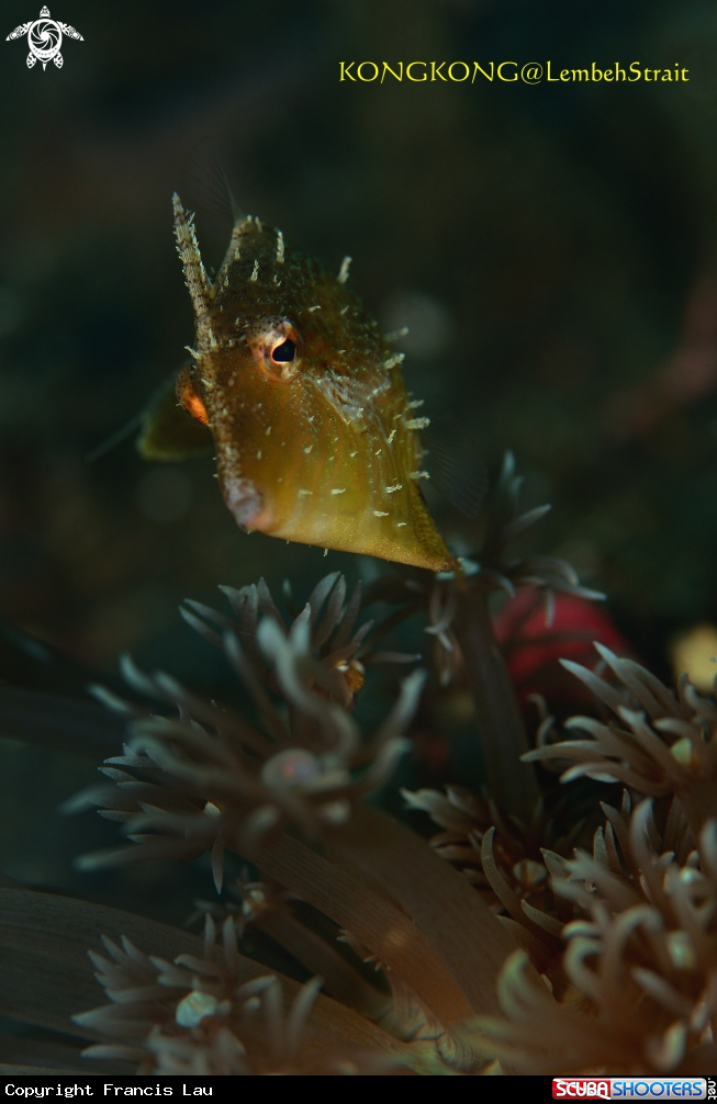 A Cowfish