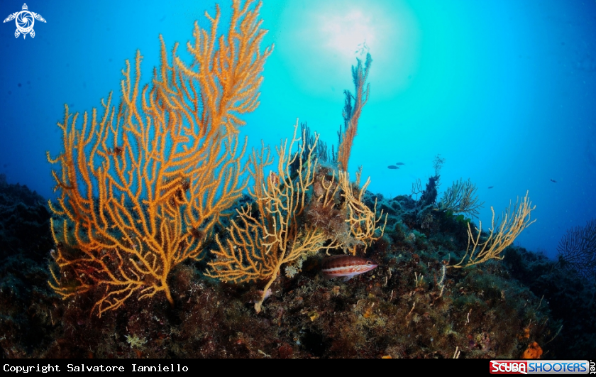 A underwater creature