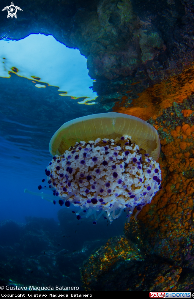 A Fried egg jellyfish