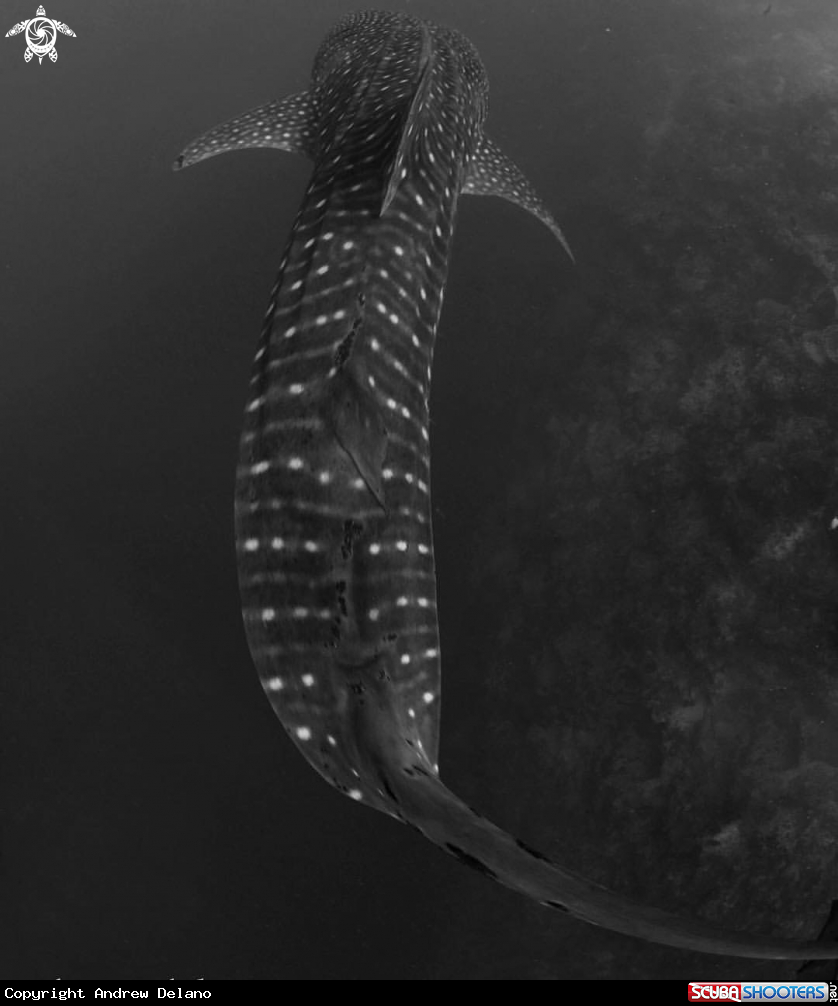 A Whale Shark