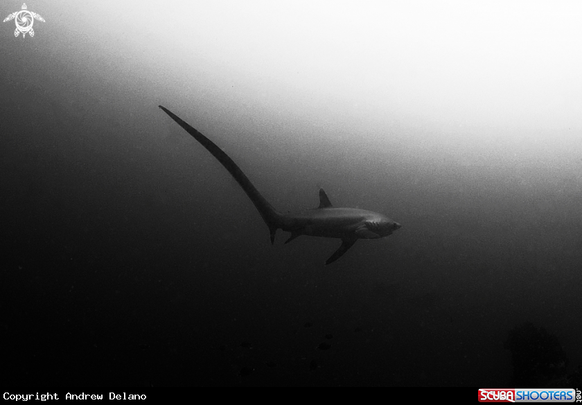 A Thresher Shark