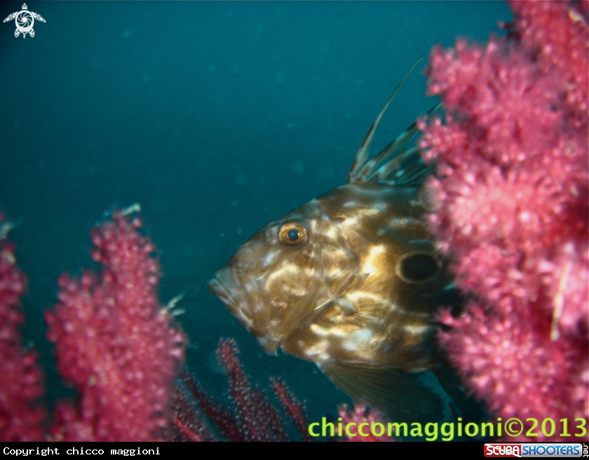 A john dory