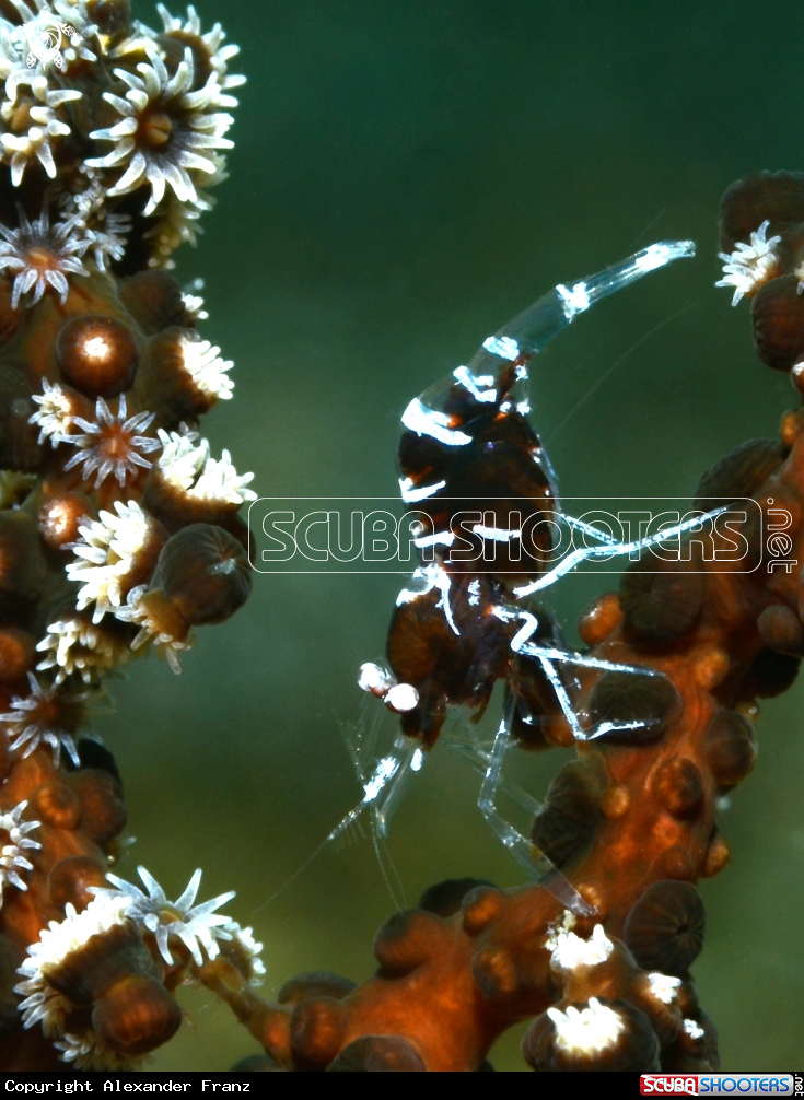 A Crinoid Shrimp