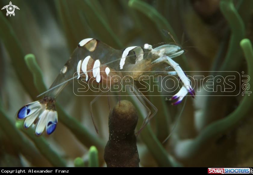 A Anemone Shrimp