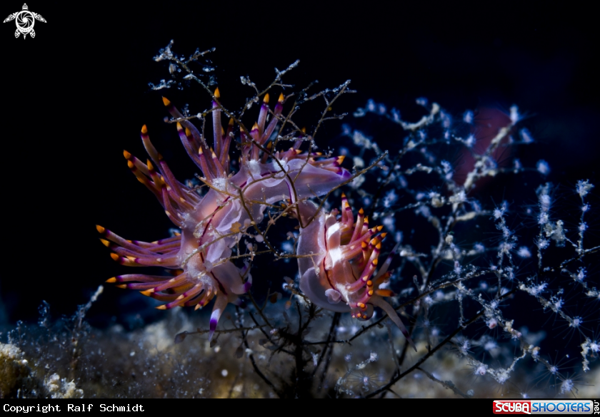 A  Flabellina