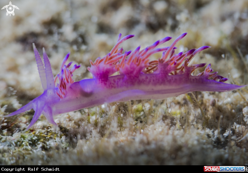 A  Flabellina