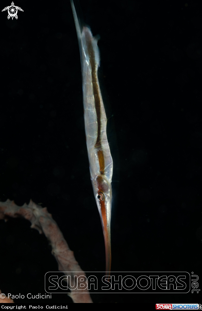 A Razor fish