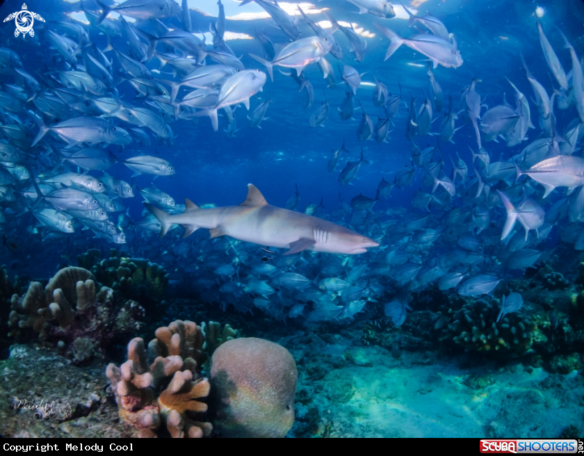 A Shark & Jack fishes 