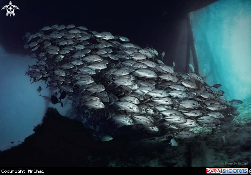 A Bigeye trevally jack fish