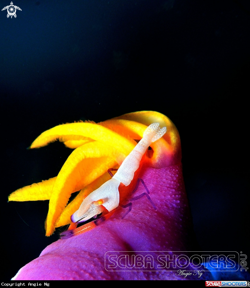 A Emperor partner shrimp