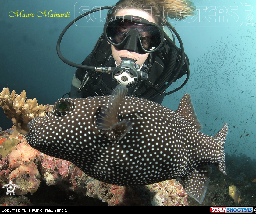 A Pufferfish
