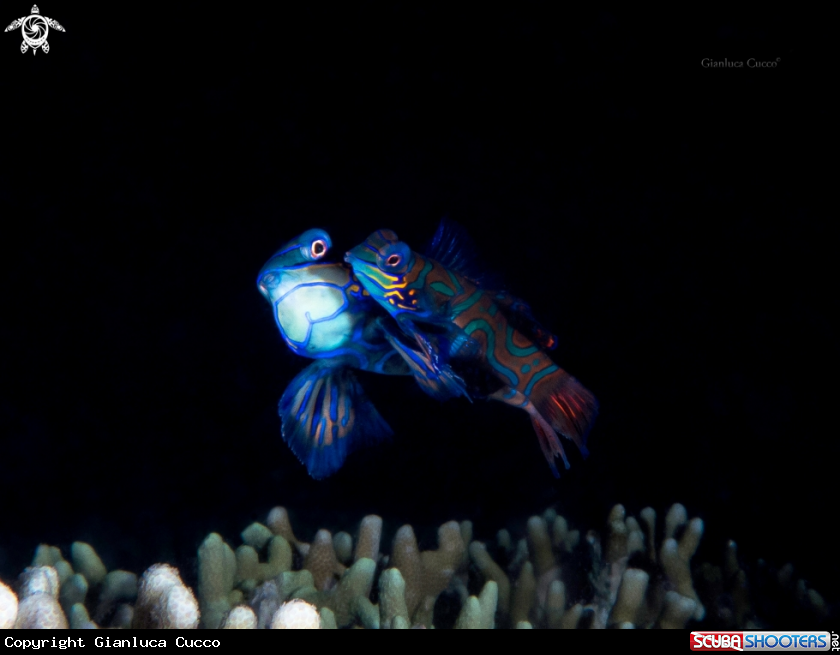 A Mandarin Fish
