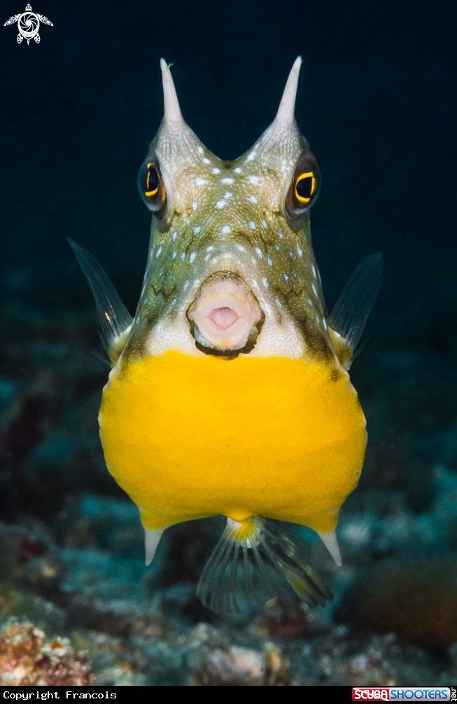 A Longhorn cowfish