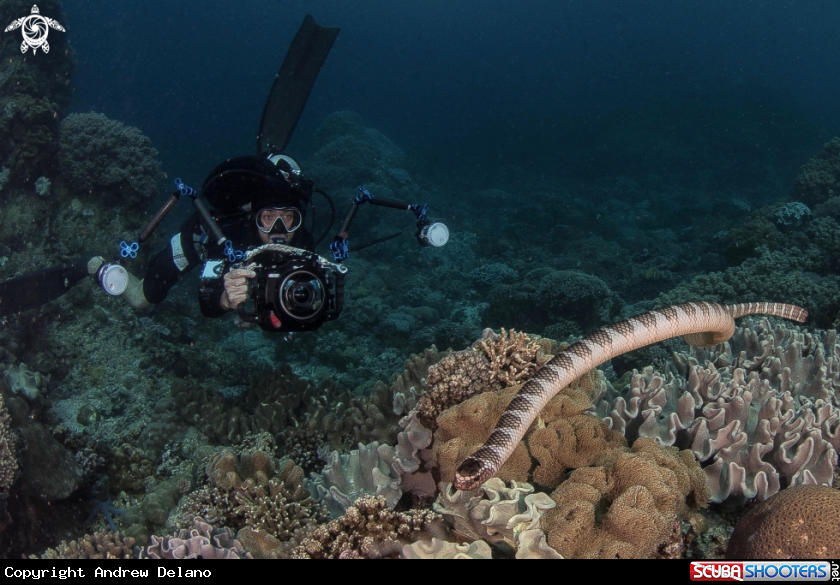 A Hooknose Seasnake and @gutsytuason