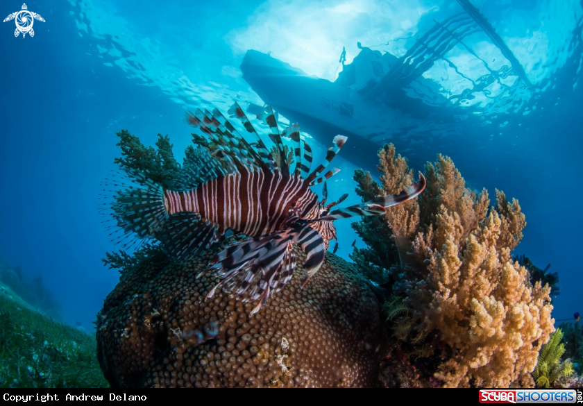 A Lionfish