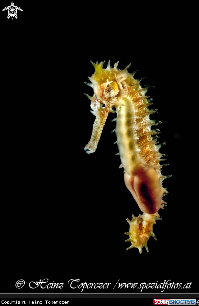 A seahorse