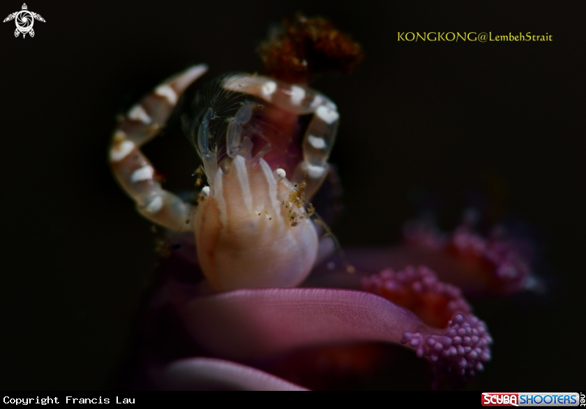 A Porcelain Crab