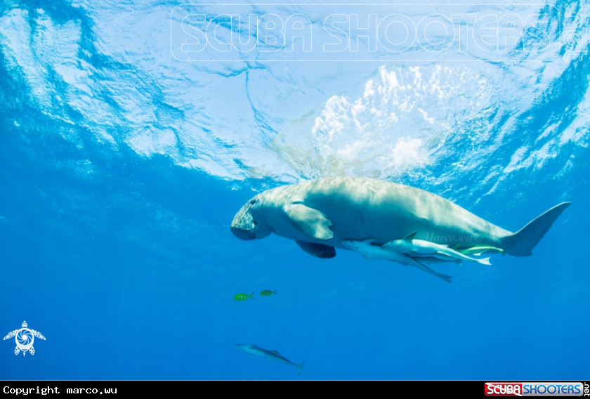 A Dugong