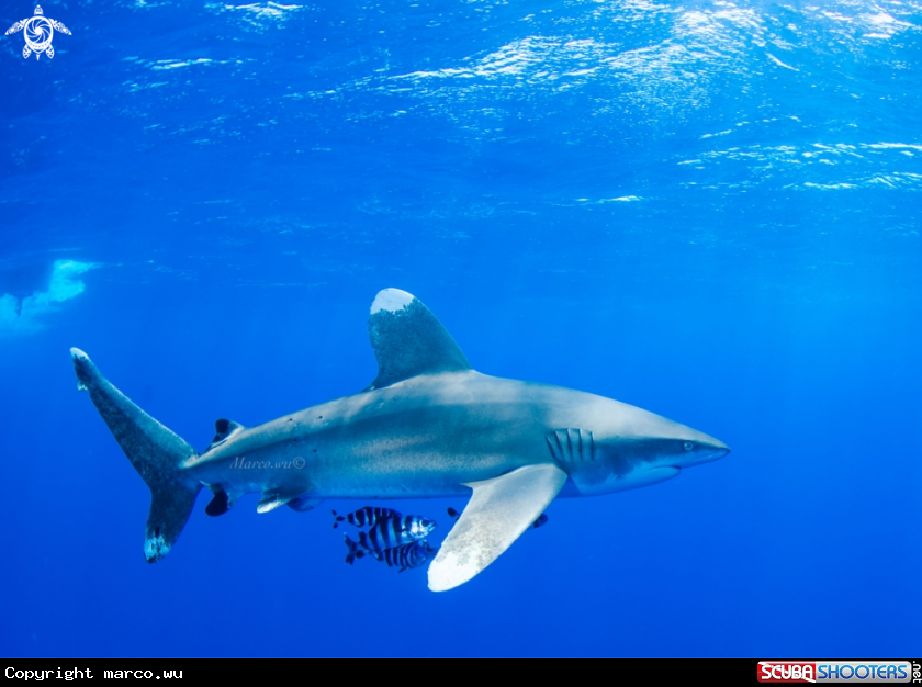 A shark