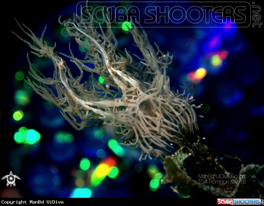 A Nudibranch
