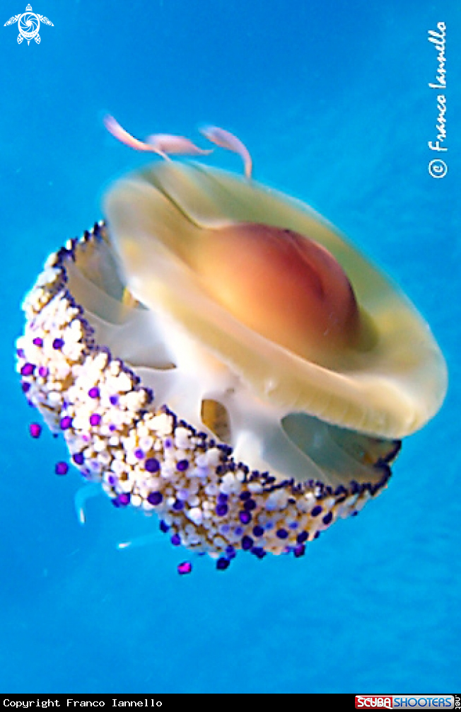 A Medusa Cassiopea