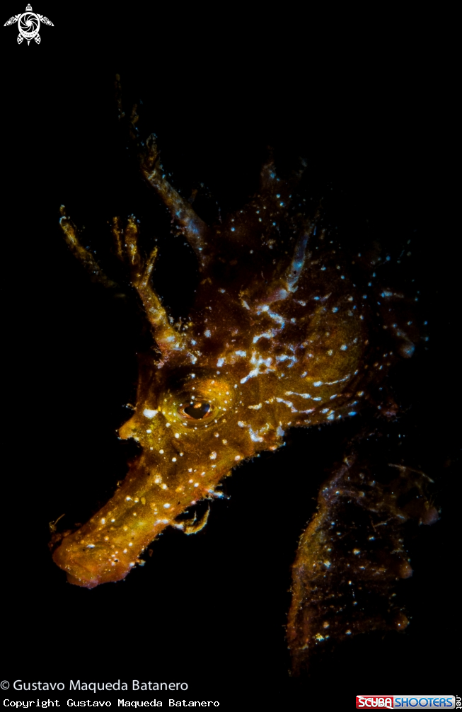 A Seahorse portrait