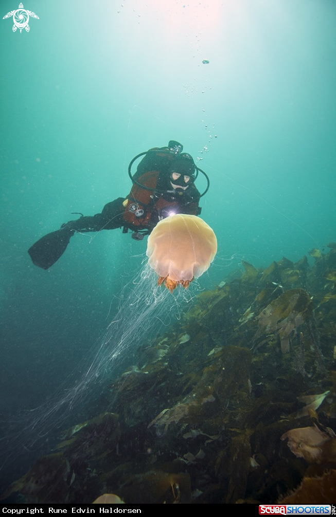 A Lions mane jelly