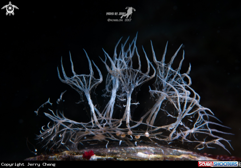 A Nudibranch