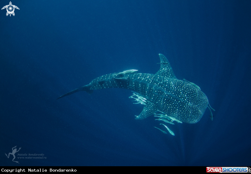 A Whale shark