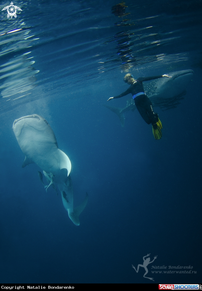 A Whale shark