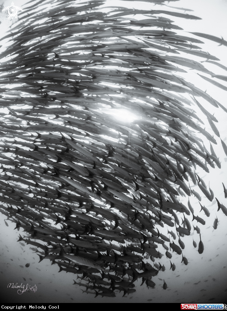 A Barracuda 