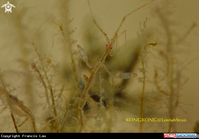 A Skeleton Shrimp