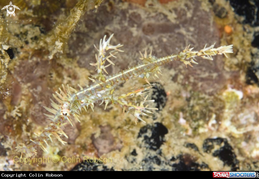 A ghost pipefish