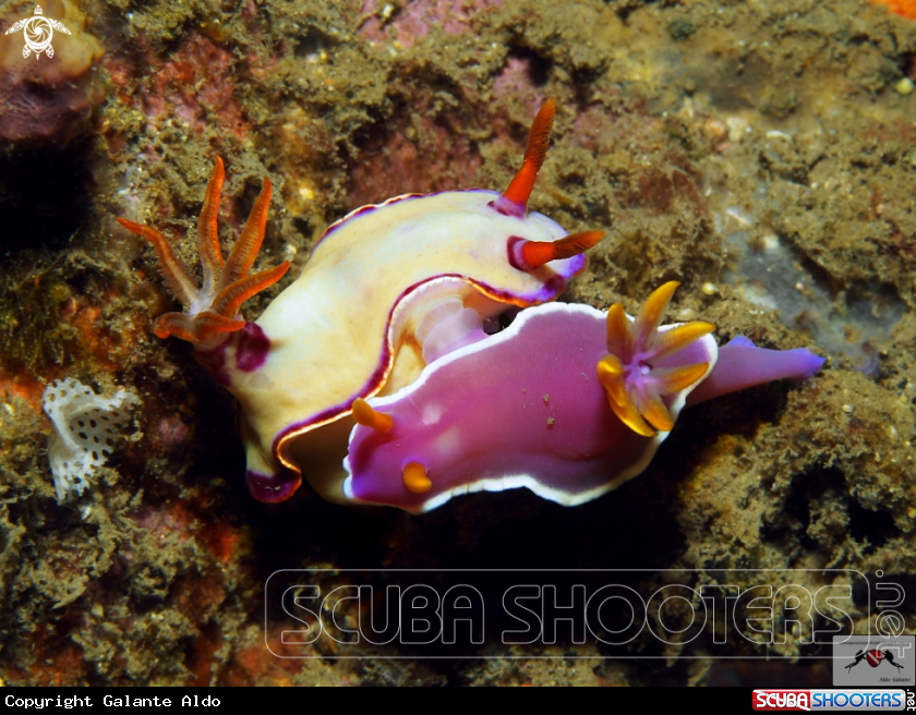A Nudibranch