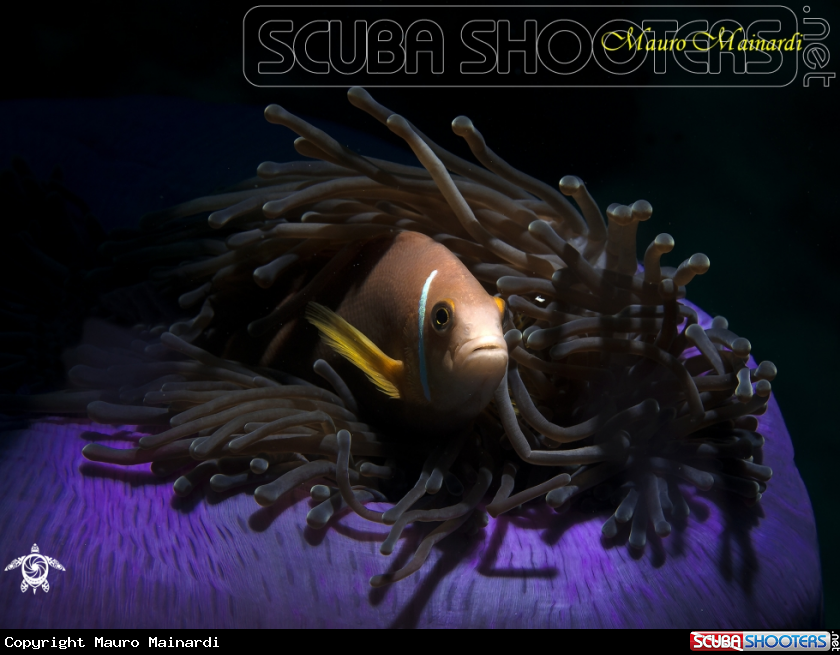 A clownfish and anemone