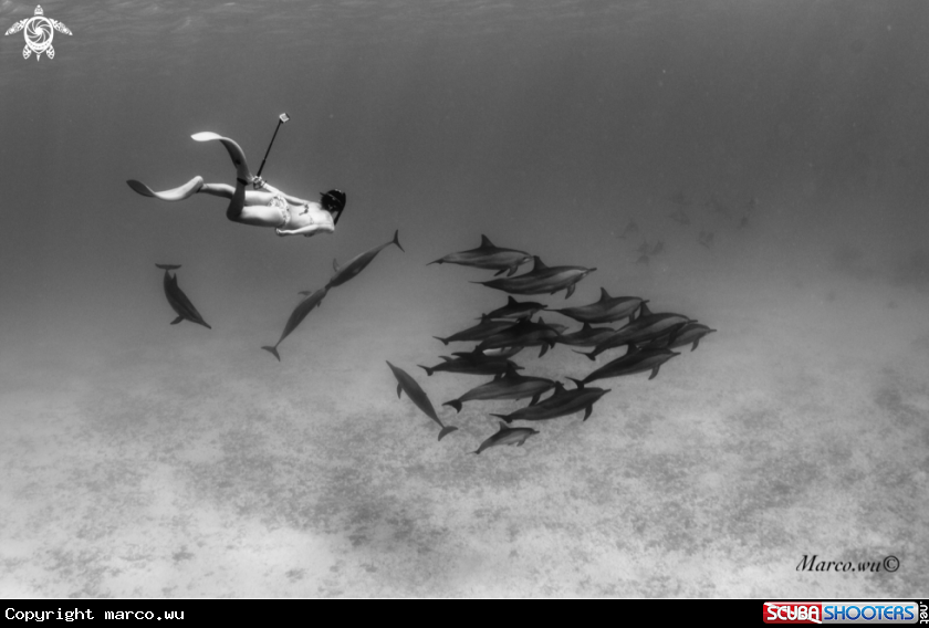 A Freediving girl with dolphin famliy 