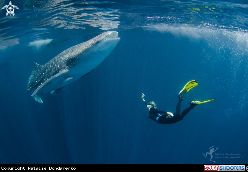A Whale shark