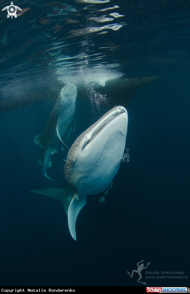 A Whale shark
