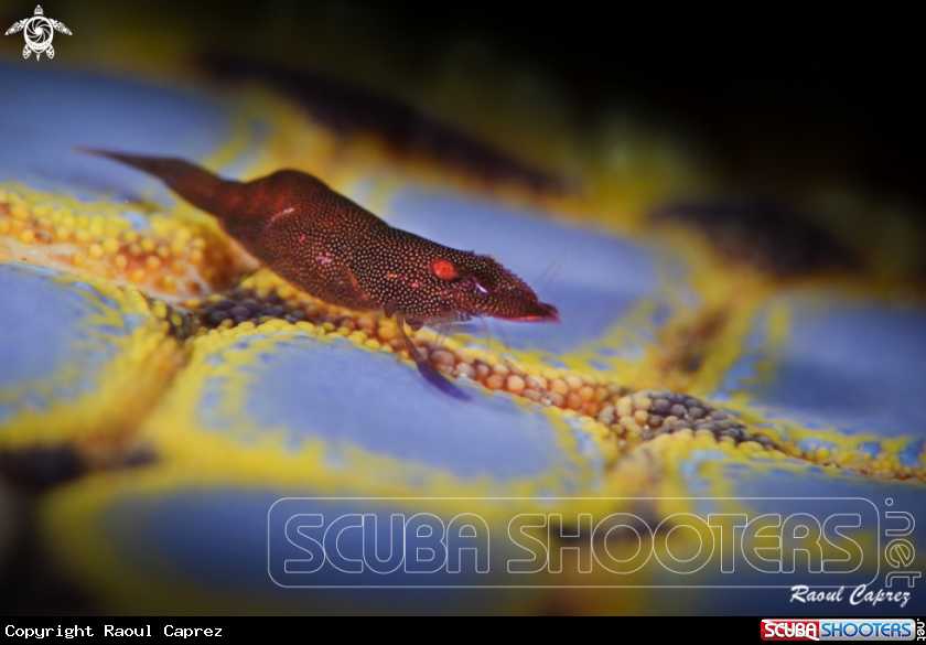 A Shrimp under a sea star
