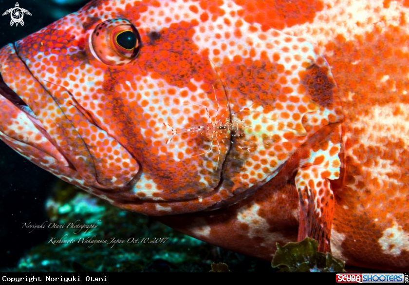 A Tomato hind and clear cleaner shrimp 